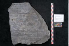 Foto (Objekt + Etikett) von Sigillaria reniformis Brongniart (NHMW-GEO-2024-0188-11084)